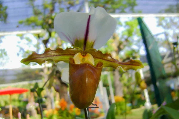 Fiore del Orchid nel giardino al giorno di primavera o di inverno — Foto Stock