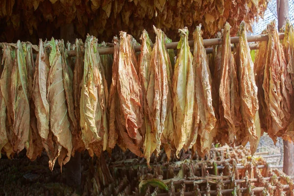 Tobacco leaves drying in the shed — Stock Photo, Image