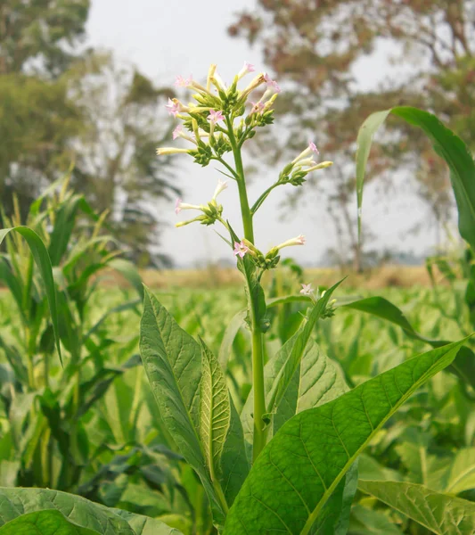 Blommande tobaksväxter på fältet — Stockfoto