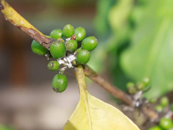 Fechar o afídio branco Crescer na árvore de café — Fotografia de Stock