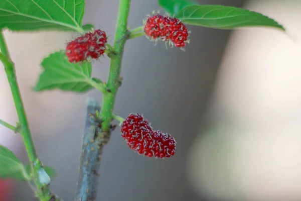 Eperfa betakarítás a mulberry óvodai zsák — Stock Fotó