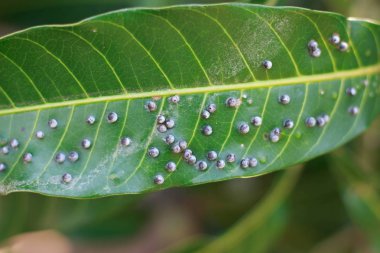 Mango yapraklarda böcekler kapatın