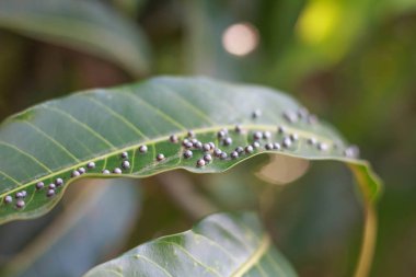 Mango yapraklarda böcekler kapatın