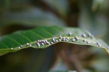 Mango yapraklarda böcekler kapatın