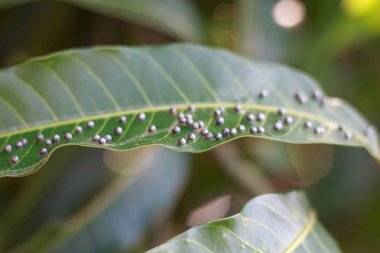 Mango yapraklarda böcekler kapatın