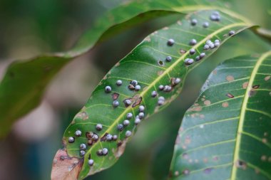 Mango yapraklarda böcekler kapatın