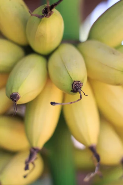 Närbild av gula bananer, banan ägg — Stockfoto