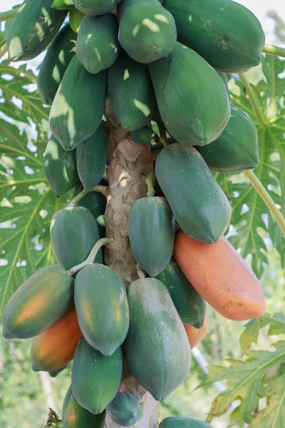 Sulje Papaya puuhun. — kuvapankkivalokuva