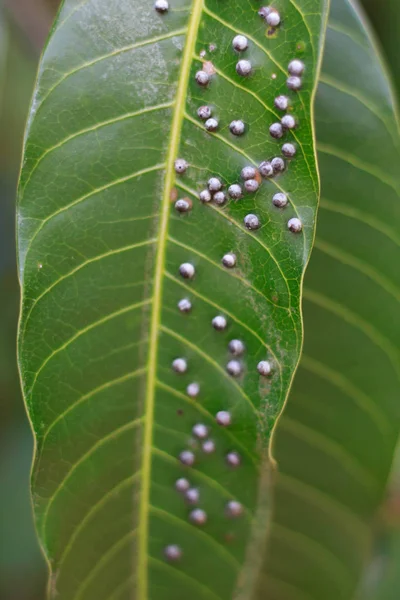 Acercamiento Insectos en hojas de mango — Foto de Stock