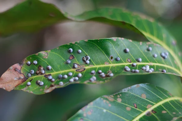 Acercamiento Insectos en hojas de mango — Foto de Stock