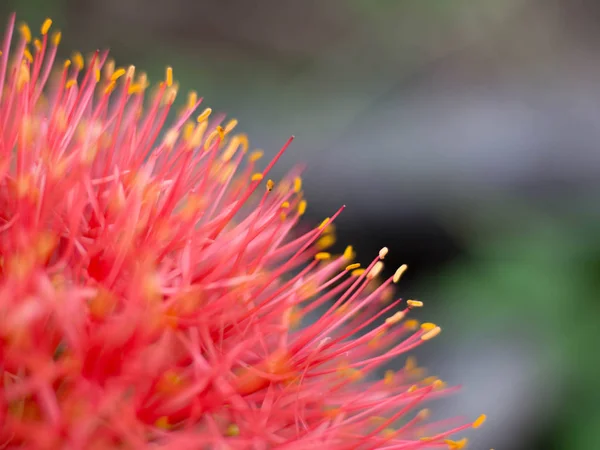 Close up Red Blood lily , Red flower — Stock Photo, Image