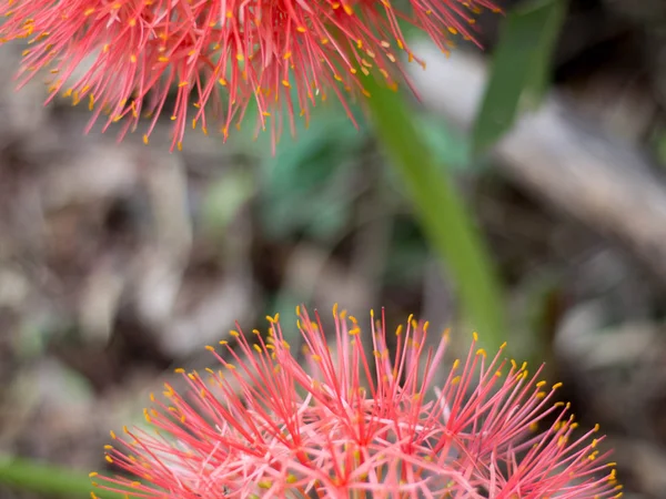 Close-up van rood bloed lelie, rode bloem — Stockfoto