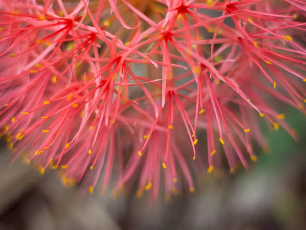 Primer plano Lirio de sangre roja, Flor roja — Foto de Stock