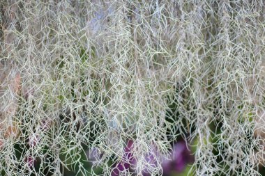 Tillandsia usneoides veya İspanyolca moss veya dendropogon usneoides gr