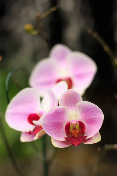 Belas flores de orquídeas no jardim. — Fotografia de Stock