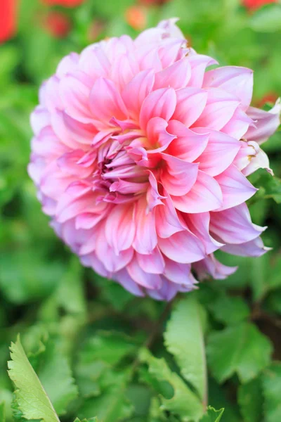 Close up Pretty pink flowers in garden — Stock Photo, Image