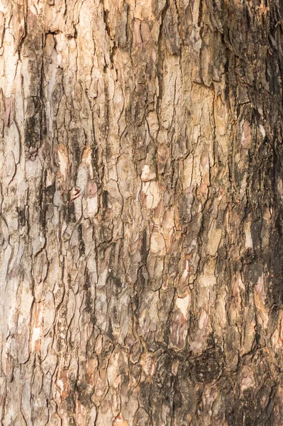 Närbild träd bark för bakgrund Stockbild