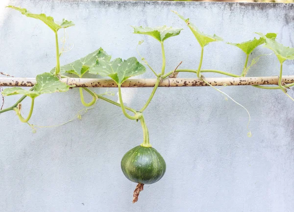 Grüner Kürbis wächst am Weinstock — Stockfoto