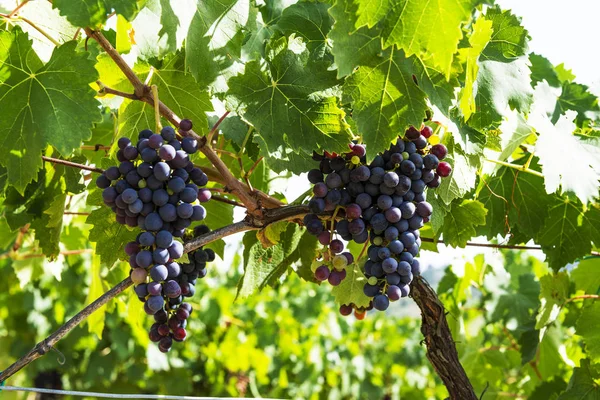 Sarmaşıkta bir demet kırmızı üzüm