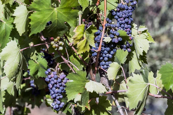 Um bando de uvas vermelhas na vinha — Fotografia de Stock