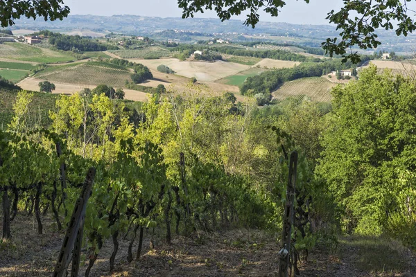 Toskana bölgesindeki Siena tepelerde üzüm bağları