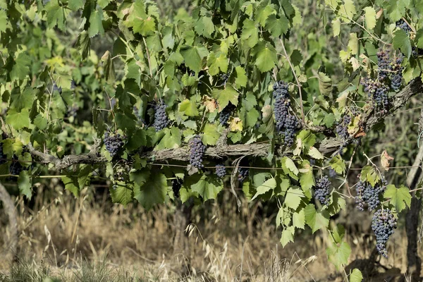 Um bando de uvas vermelhas na vinha — Fotografia de Stock