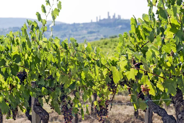 Vignobles sur les collines de Sienne en Toscane — Photo