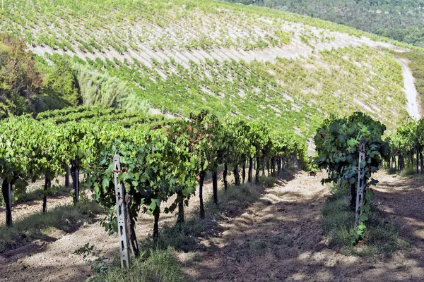 Weinberge auf den Hügeln von Siena in der Toskana — Stockfoto