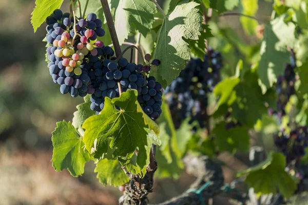 Um bando de uvas vermelhas na vinha — Fotografia de Stock