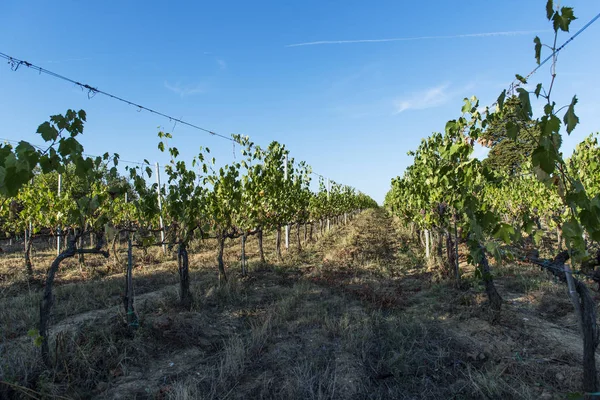 Vinhedos nas colinas de Siena, na Toscana — Fotografia de Stock