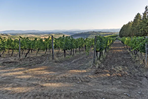 Viñedos en las colinas de Siena en Toscana —  Fotos de Stock