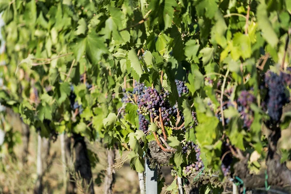 Um bando de uvas vermelhas na vinha — Fotografia de Stock