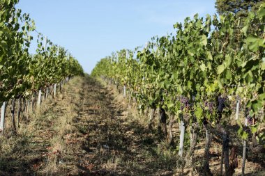 Toskana bölgesindeki Siena tepelerde üzüm bağları