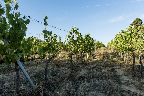 Vigneti sulle colline senesi in Toscana — Foto Stock