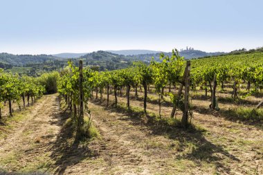 Toskana bölgesindeki Siena tepelerde üzüm bağları