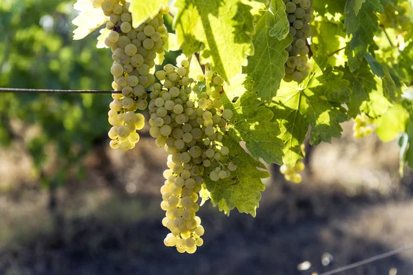 Racimos de uva blanca en la vid — Foto de Stock