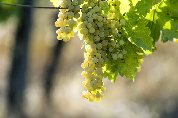 Des grappes de raisin blanc sur la vigne — Photo