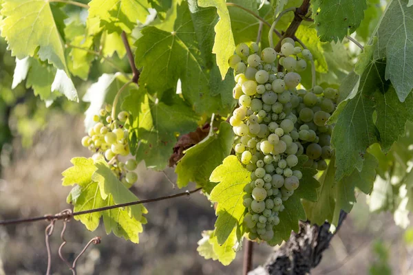 Des grappes de raisin blanc sur la vigne — Photo