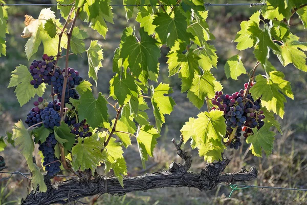 Um bando de uvas vermelhas na vinha — Fotografia de Stock