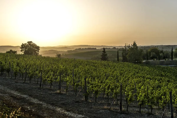 Vignobles au coucher du soleil sur les collines de Sienne en Toscane — Photo