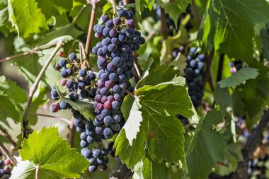 Sarmaşıkta bir demet kırmızı üzüm