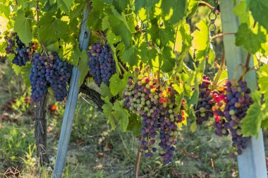 Sarmaşıkta bir demet kırmızı üzüm