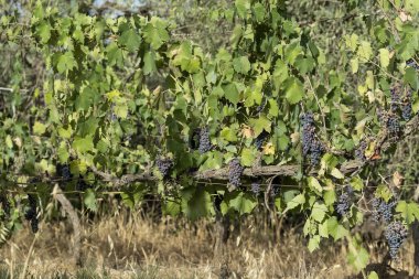 Sarmaşıkta bir demet kırmızı üzüm