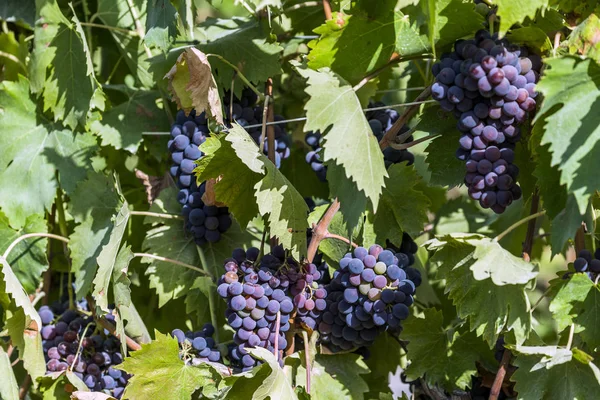 Bouquet de raisins rouges sur la vigne — Photo