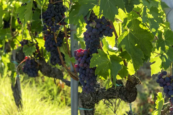 Um bando de uvas vermelhas na vinha — Fotografia de Stock