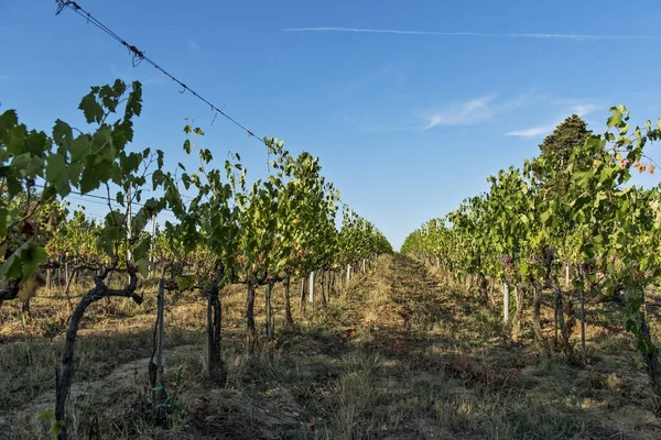 Vigneti sulle colline senesi in Toscana — Foto Stock