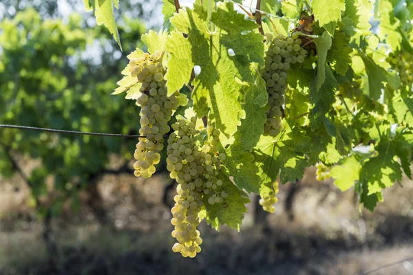 Белые гроздья винограда на лозе — стоковое фото