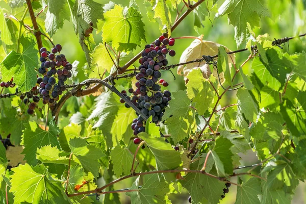 Egy rakás vörös szőlő a szőlőn. — Stock Fotó