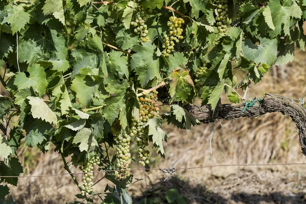 Cachos de uva branca na videira — Fotografia de Stock