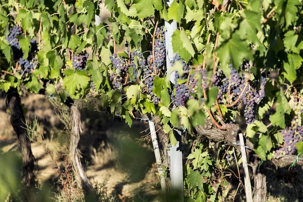 Um bando de uvas vermelhas na vinha — Fotografia de Stock